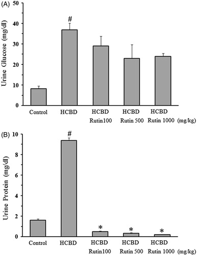 Figure 2. Effects of rutin on concentration of urine glucose (A) and protein (B) in rats treated with hexachlorobutadiene (HCBD). Rutin was administrated intraperitoneally 1 h before HCBD injection (100 mg/kg, i.p.). Control rats were received saline as vehicle. Data are shown as mean ± SEM (n = 6). #p < 0.001 compared to control; *p < 0.001 as compared with HCBD group.
