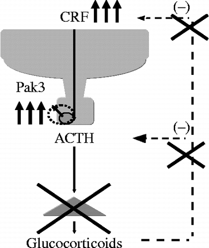 Figure 11.  A schematic model of modulation of the HPA axis in Nelson's syndrome. Nelson's syndrome results from the development of an aggressive ACTH-secreting pituitary adenoma in patients who have undergone bilateral adrenalectomy for Cushing's disease.