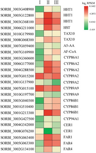 Figure 7. The expression of genes participating in fatty acid ω-hydroxylation and possible suberin development. The heatmap shows the log2 RPKM values of the expression levels.