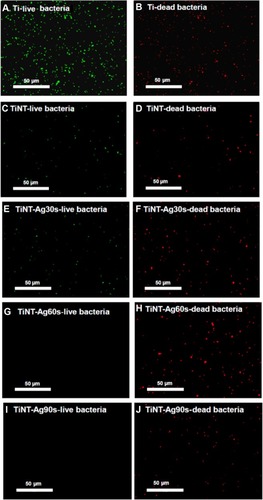 Figure 8 Fluorescent images of bacteria viability after 7 days of incubation (acridine orange and ethidium bromide fluorescence staining).Notes: Live bacteria appear green and dead cells are red. A lot of bacteria were found at the Ti plate samples. TiNT samples’ surface had some dead bacteria. The surface of TiNT-Ag60s and Ag90s samples did not show any viable bacteria. Ag30s, 60s, or 90s refer to treatment with an Ag electroplating time of 30, 60, or 90 seconds, respectively.Abbreviation: TiNT, TiO2 nanotubes.