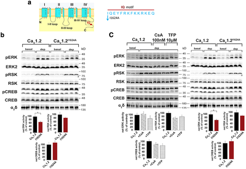Figure 2. The IQ motif of Cav1.2, Ca2+/CaM, or calcineurin, are not involved in ET coupling. (a) Schematic view of the IQ calmodulin (CaM)-binding motif location at the C-tail of the α11.2 subunit. (b) The contribution of IQ motif to ET coupling HEK293 cells transfected with wt Cav1.2 (α11.2/β2b/α2δ) or the IQ Cav1.2 mutant (α11.2I1624A/β2b/α2δ) treated 72 hr later with non-depolarizing (2.5 mM KCl; basal) or depolarizing (70 mM KCl; dep) solutions for 3 min. Phosphorylation of ERK, RSK, and CREB was detected using the corresponding anti-phospho-protein antibodies (upper) and quantified normalizing with antibodies of the corresponding non-phosphorylated proteins and anti α2δ subunit antibodies (lower). (c) The effect of cyclosporine a (CsA) the selective CaN inhibitor, and trifluoperazine (TFP), a Ca2+/CaM inhibitor, on ET coupling HEK293 cells transfected with wt Cav1.2 (α11.2/β2b/α2δ) or the IQ mutant (α11.2I1624A/β2b/α2δ). Seventy-two hr after transfection the cells were treated with 100 nM CsA or 10 μM TFP for 2 hr, the cells were pulsed with 2.5 mM KCl; basal, or 70 mM KCl; dep, solutions for 3 min. One-way analysis of variance (ANOVA) was used to determine statistically significant differences. The plotted values of net phosphorylation are averages (±SEM) of three independent experiments normalized to the corresponding non-phosphorylated proteins. Adapted from [Citation23].