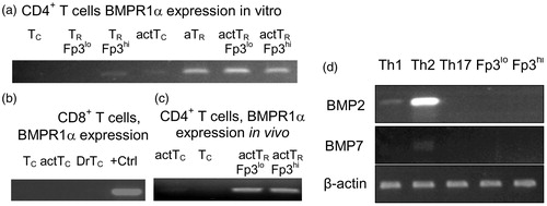 Figure 2. BMPR1α expression in T-cell sub-sets. (a) BMPR1α expression in resting conventional CD4+ T-cells (Tc), TR cells expressing low (TR Fp3lo) and high (TR Fp3hi) levels of Foxp3, cells activated with anti-CD3/anti-CD28 Ab (actTc), adaptive TR cells (aTR), and activated TR cells expressing low (actTR Fp3lo) and high (actTR Fp3hi) level of Foxp3. (b) BMPR1α expression in vivo in resting CD8+ T-cells (Tc), activated CD8+ T-cells (actTc), and in activated CD8+ T-cells isolated from tumor draining lymph nodes (DrTc). Positive control (+Ctrl) is BMPR1α expression in RM-1 cells. (c) BMPR1α expression in CD4+ T-cells activated in vivo by injecting Foxp3GFP mice with SEB. RT-PCR analysis was done on activated CD4+CD44+CD62L−Foxp3GFP− (actTc), naive CD4+CD44−CD62L+Foxp3GFP− T-cells (Tc), and TR cells expressing low (actTR Fp3lo) and high (actTR Fp3hi) levels of Foxp3. (d) Expression of BMPR1α ligands BMP2 and BMP7 in T-cells activated to generate TH1, TH2, and TH17 cells and in in vitro activated TR cells expressing low and high levels of Foxp3.