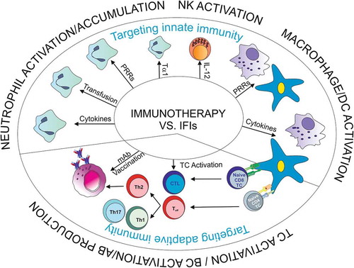 Figure 1. Overview on immunotherapeutic approaches against invasive fungal infections.