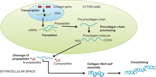 Figure 1. The collagen synthesis pathway.