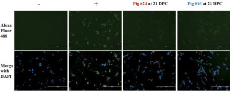 Figure 4: Immunofluorescent detection of MPXV-specific total IgG. Representative images of stained cells. Naïve Vero E6 cells were infected with MPXV at an MOI of 1 and incubated for 48 hours before fixation with 80% acetone. Pig sera was diluted in PBS with 1% BSA and added to fixed wells. Goat anti-pig IgG secondary antibody conjugated to Alexa-Fluor 488 was used to stain wells, and wells were visualized at 10x magnification using an EVOS fluorescence microscope. Naïve serum collected at -1 DPC was used as a negative control, and a rabbit anti-vaccinia polyclonal antibody was used as a positive control. Scale bars represent 400 µm.