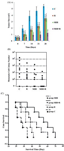 Figure 1. Tumour volume, lung metastasis and mouse survival after treatments. (A) Tumour volumes on the day of treatment (day 0) and 28 days after the treatment were shown as mean ± standard deviation in histograms. (B) Clonogenic lung metastasis assays were performed 25 days after the treatment. Each symbol represents a single animal (n = 9 per treatment group). (C) Mouse overall survival was defined as time to death or sacrifice. Kaplan-Meier curve was plotted to evaluate mouse survival among treatment groups: C, tumour-bearing control; R, radiotherapy; MIH, magnetic induction hyperthermia; MIH + R, magnetic induction hyperthermia plus radiotherapy. *P < 0.05 compared with group C; #P < 0.05 compared with group MIH + R.