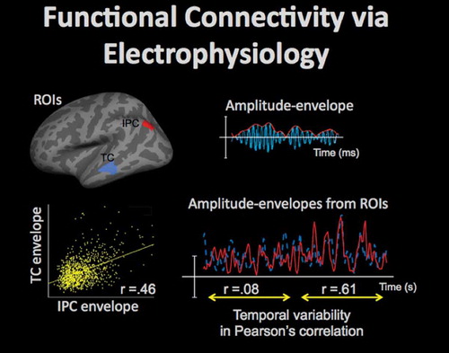 Figure 8. High temporal resolution of EEG/MEG, combined with an acceptable spatial resolution (on the order of 10 mm) of the source-localized activity estimates, afford dynamic information on connectivity in the large-scale functional neural networks, which is complementary to the fMRI data. Amplitude fluctuations in the band-limited electrophysiological oscillations (e.g. in the 15–30 Hz beta band) can be measured in regions of interest (ROIs), such as areas in the inferior-parietal cortex (IPC) and temporal cortex (TC) shown in top-left, by taking an absolute value of the Hilbert-transformed data, as shown in top-right (oscillating activity time-course is shown in blue, and the Hilbert-transformed amplitude-envelope is shown in red). Then, functional connectivity between the ROIs can be evaluated by computing a correlation between the amplitude-envelope time-courses, as shown for the TC and IPC envelopes in bottom-left (yellow dots show the corresponding time-point data). The functional connectivity between ROIs may be dynamic as is evident from the values of the correlation between the ROI envelope time-courses, which may vary over time, as shown in bottom-right for IPC (red) and TC (blue) time-courses: for approx. 10 seconds the correlation was close to zero, but for the next approx. 10 seconds-long time-interval the correlation increased to 0.61.