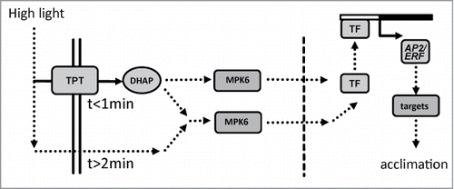 Figure 3. Summarizing model of signal transmission in early H-light-response. Both transport via triosephosphate/phosphate translocator (TPT) and mitogen activated protein kinases 6 (MPK6) participate in ultrafast retrograde signaling. As a consequence of increased light energy availability dihydroxyacetone phosphate (DHAP), ATP and NAD(P)H levels in the cytosol increase. The signal transmission via protein phosphorylation cascades (MPK6) to the nucleus and subsequent activation of constitutive transcription factor (TF) leads to expression of the early responsive AP2/ERF-TFs. In addition, TPT independent pathways may activate MAPK-dependent signaling pathways in a delayed manner. Additional retrograde pathways regulate nuclear gene expression on a longer time scale.