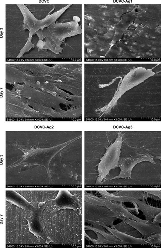 Figure 9 The SEM images of MC3T3-E1 cell attachment on DCVC, DCVC-Ag1, DCVC-Ag2, and DCVC-Ag3 samples for days 3 and 7.Abbreviations: DCVC, central venous catheters coated with polydopamine films; SEM, scanning electron microscopy.