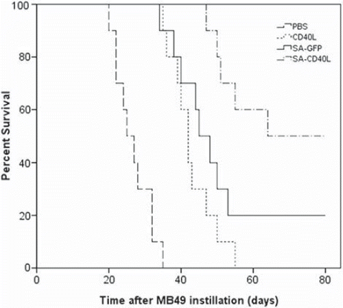 Figure 5. The therapeutic effect of SA-sCD40L fusion protein on the mouse orthotopic model of MB49 superficial bladder cancer. Mice were instilled with PBS, sCD40L, SA-GFP or SA-sCD40L one day after MB49 cells implantation. Each group had 10 mice. The survival curves were significantly different between the SA-CD40L group and the sCD40L group (p < 0.001), and between the SA-CD40L group and SA-GFP-treated group (p = 0.041).