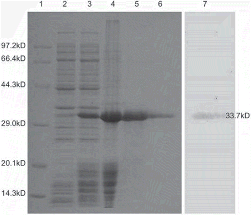 Figure 1. Analysis of SA-sCD40L fusion protein by 12% SDS-PAGE and Western blotting. Lane 1: Protein molecular weight marker; Lane 2: Un-induced control; Lane 3: IPTG-induced expression; Lane 4: Inclusion body; Lane 5: After purification through Ni-NTA column; Lane 6: Refolded SA-sCD40L; Lane 7: Identification with hamster anti-mouse CD40L antibody.