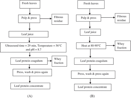 Figure 1. Flowchart of leaf protein concentrate (LPC) production by A: sonicated and B: non-sonicated Fellows[Citation9] methods.