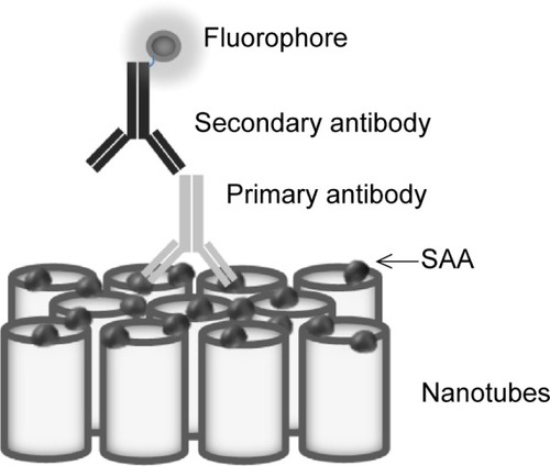 Figure 2 Schematic representation of immunofluorescent detection of SAA protein binding to TiO2 nanotubes.Abbreviation: SAA, serum amyloid A.