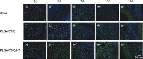 Figure 5. The expression of NT in dorsal skin after full-thickness wounds in diabetic mice. The bar corresponds to 50 μm.