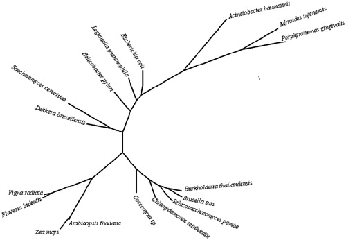 Figure 2. Phylogenetic tree of the beta CAs from selected eukaryotic and prokaryotic species. The tree was constructed using the program PhyML 3.0 (http://www.atgc-montpellier.fr/phyml/). Organisms and sequence accession numbers are as follows: Schizosaccharomyces pombe (CAA21790); Brucella suis 1330 (NP_699962.19); Burkholderia thailandensis Bt4 (ZP_02386321); Coccomyxa sp. (AAC33484.1); Chlamydomonas reinhardtii (XP_001699151.1); Acinetobacter baumannii (YP_002326524); Porphyromonas gingivalis ATCC 33277 (YP_001929649.1); Myroides injenensis (ZP_10784819); Zea mays (NP_001147846.1); Vigna radiata (AAD27876); Flaveria bidentis, isoform I (AAA86939.2); Arabidopsis thaliana (AAA50156); Helicobacter pylori (BAF34127.1); Legionella pneumophila 2300/99 (YP_003619232); Escherichia coli (ACI70660); Saccharomyces cerevisiae (GAA26059); Dekkera bruxellensis AWRI1499 (EIF49256).