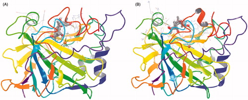 Figure 1. Binding of grayanotoxin III (GTX3) to hCA I (A) and hCA II (B). The protein backbone is represented with residue position default colors in Maestro, the catalytic Zn(II) ion as the pale brown sphere and GTX3 is shown as stick model (carbon gray, oxygen red, hydrogen white).