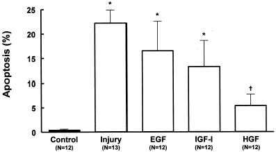 Figure 7. Effects of growth factors EGF (20 ng/mL), IGF-I (20 ng/mL) or HGF (20 ng/mL) on morphologic analysis of apoptosis (Hoechst 33342) in MDCK cells submitted to hypoxic injury. Data are mean ± SD of culture bottle compared to controls and untreated injury group; *p<0.001 vs. Control; †p<0.01 vs. Injury; †p<0.05 vs. EGF.