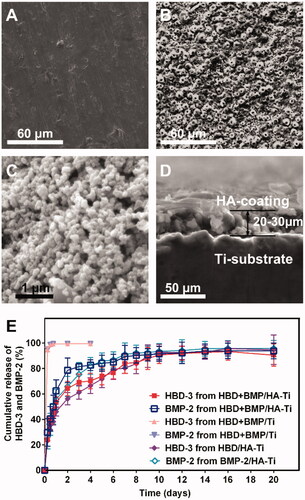 Figure 3. SEM micrographs and slow-release test. (A–D) SEM micrographs showing the poriferous HA coating of HBD + BMP/HA-Ti (B and C), a section with a thickness of 20–30 μm (D), and the smooth surface of Ti (B). (B) Cumulative release curve of HBD-3 and BMP-2.