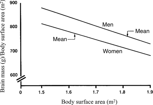 Figure 2 The relation between the ratio of brain mass/body surface area and body surface area in White men and women. Ankney (Citation1992) calculated the ratios by estimating brain mass at a given body surface area using the equations in Ho et al. (1980, Table 3): men, brain mass = 1,077 g (±56) +173 (±31) × body surface area (r = +0.27, p < 0.01); women, brain mass = 949 g (±52) +188 (±32) × body surface area (r = +0.24, p < 0.01). (From Ankney, Citation1992, p. 331, Figure 1. Copyright 1992 by Ablex Publishing Corp. Reprinted with permission.).
