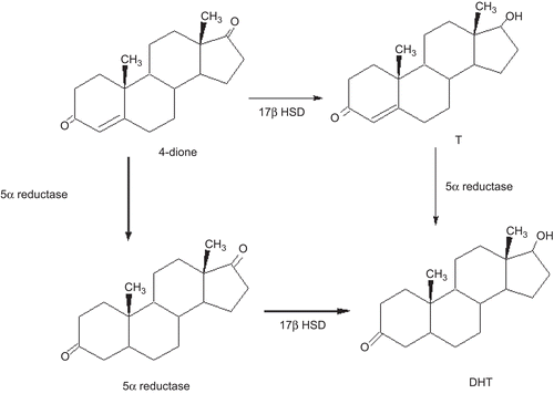 Figure 1.  Metabolic pathways for the biosynthesis of DHT in the prostate. The steps that do not require the presence of T are indicated in bold lines.