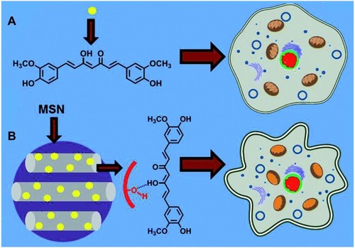 Figure 6 Schematic representation comparing cytotoxic effect of (A) pure curcumin and (B) curcumin loaded MCM-41on SCC-25 cells. MCM-41-CUR was achieved via hydrogen-bond interaction and showed higher cytotoxicity. Reprinted from RSC Adv. 4. Jambhrunkar S, Karmakar S, Popat A, et al. Mesoporous silica nanoparticles enhance the cytotoxicity of curcumin, 709–712, Copyright 2014, with permission from The Royal Society of Chemistry.Citation96