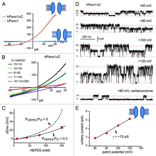 Figure 1. Channel properties of C-terminally truncated hPanx1. (A) Examples of carbenoxolone-sensitive current obtained from HEK293T cell expressing full-length or C-terminal truncated (ΔC; same as Δ371 in ref. Citation22) hPanx1 using whole-cell voltage ramp. Note that the full-length hPanx1 does not generate appreciable current. (B) Representative whole-cell recording of hPanx1ΔC with different concentration of HEPES- in the bath. Voltage ramps started with symmetrical Cl- (151 mM), followed by replacing Cl- with HEPES- in the bath while maintaining total anion concentration (Cl- + HEPES- = 161 mM). Note the shift in reversal potential (Erev). Similar results were obtained by measuring tail currents at different repolarization steps following a constant depolarization step (data not shown). (C) Plot of reversal potential obtained in bath solutions containing different HEPES concentrations. Red dots indicated averaged Erev from recordings shown in (B). The dashed lines represent fits to an extended constant field (GHK) equationCitation69 using relative permeability ratios (PHEPES:PCl of either 0.3 or 0). The data indicate a substantial HEPES permeability in the C-terminally truncated hPanx1 channel. (D) Example of cell-attached recordings of hPanx1ΔC in HEK293T cells at the indicated patch potentials. The patch contained at least 2 active Panx1 channels, as noted by the transitions from the closed state (C) to 1 (O1) and 2 (O2) channel openings of equal amplitude. Carbenoxolone (CBX) inhibited open probability without changing unitary current amplitude, as reported previously.Citation34 We did not observe multiple subconductance states,Citation23 even in long duration recordings. (E) Unitary conductance (γ) obtained by analyzing single-channel current amplitude at various patch potentials (from data in [D]).