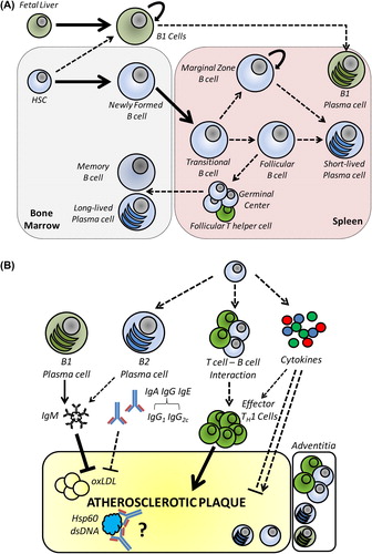 Figure 1. A: B cell development and subsets. B1 cells develop primarily from fetal liver and self-maintain in the adult. B1 cells are the source of natural IgM antibodies that target antigens such as oxidized phospholipids. B2 cells develop from adult bone marrow stem cells and undergo a series of differentiation steps in the bone marrow, then leave as immature/transitional B cells and further differentiate into either marginal zone or follicular B cells in the spleen. B2 cell activation leads to short-lived plasma cell differentiation or, in the case of T cell-dependent responses, germinal centre formation, which results in affinity maturation of the B cell clone and formation of memory B cells and long-lived plasma cells, which can persist in specific bone marrow niches until antigen re-encounter. B: B cell regulation of atherosclerosis. Natural antibodies and other IgM targeting oxLDL, primarily but not exclusively from B1 cells, are thought to be atheroprotective. The potential pro-atherogenic functions of B2 cells include production of IgG2 antibodies that activate macrophages via Fc receptors, activation of pro-atherogenic Th1 CD4 T cells, or production of pro-inflammatory T cells. B cells may act remotely from peripheral lymphoid organs or locally from the adventitia and atherosclerotic plaque.