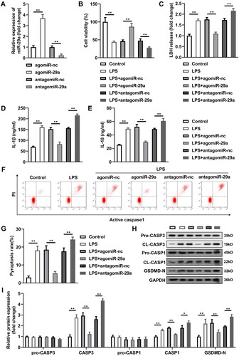 Figure 2. MiR-29a protects HGFs from LPS-induced pyroptosis. (A) miR-29a expression levels were detected by RT-qPCR in HGFs after transfection. (B) Cell viability evaluated by CCK-8 assay. (C-E) Concentration of LDH, IL-1β and IL-18. (F-G) Flow cytometry assay analyses of pyroptosis of HGFs. (H-I) Pyroptosis-related proteins (pro-caspase-1, cleaved-caspase-1, and GSDMD-N) and apoptosis-related proteins (pro-caspase-3, cleaved-caspase-3) analysed by western blotting assay. *p < 0.05, **p < 0.01. RT-qPCR: reverse transcription quantitative real-time PCR. CCK-8: cell counting kit-8. LDH: lactate dehydrogenase. HGF: human gingival fibroblast.