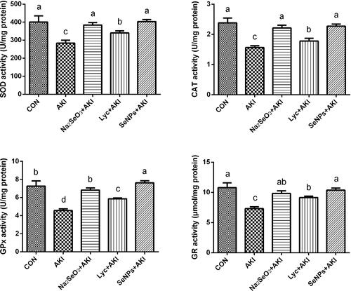 Figure 5 The effect of lycopene coated selenium nanoparticles (LYC-SeNPs) on antioxidant enzymatic activities in glycerol-induced acute kidney injury. Data are expressed as mean ± SEM, n = 7. The statistical difference between the control and glycerol injected groups was estimated using Duncan’s post-hoc test at P < 0.05. Bars that do not share same letters (superscripts) are significantly different from each other (p < 0.05).