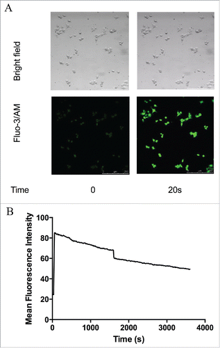 Figure 3. The changes of [Ca2+]i in the cells with Ionomycin treatment. (A) Fluorescence intensity increased after treated with Ionomycin. (B) Mean fluorescence intensity of the cells represents the [Ca2+]i.