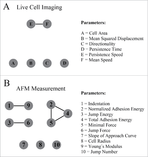 Figure 5. Scheme of the network analysis results. Vertices are depicted as circles, while edges between vertices are shown as lines connecting vertices. The numbers and letters represent the respective parameters listed on the right. (A) List of parameters extracted from the time lapse image. (B) List of parameters extracted from the atomic force microscopy measurements.