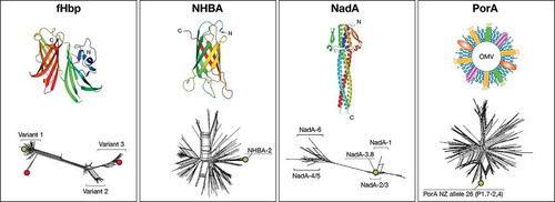 Figure 1. Structural characterization and molecular epidemiology of antigens included in MenB vaccines. Upper panels: the three dimensional structures of the full length fHbp variant 1, the C-terminal portion of NHBA peptide 2, and the N-terminal portion of NadA variant 5 are reported. A schematic representation of the OMV architecture (PorA being the immunodominant antigen) is also shown.Lower panels: split tree representations of the genetic variability of each of the three main protein antigens, plus PorA are shown.Footnote: Green and red circles indicate antigen variants present in 4CMenB and rLP2086, respectively.