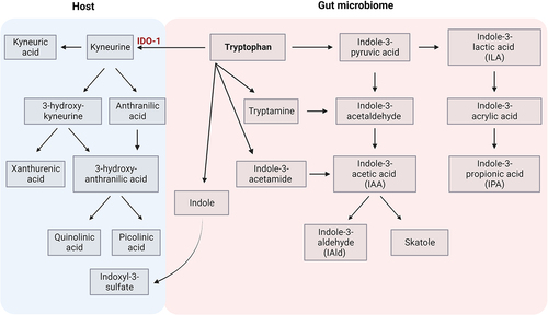Figure 3. Tryptophan metabolic pathways.