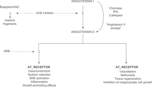 Figure 1 Mechanism of blockade of the renin–angiotensin system.