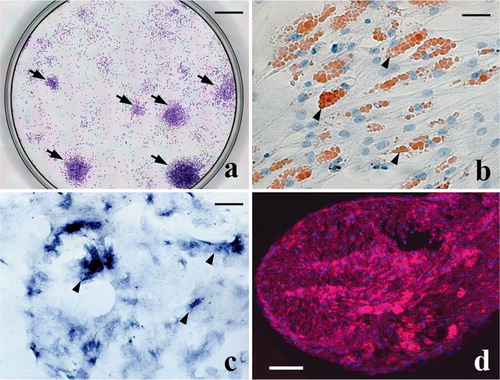 Figure 1. Characteristics of bone marrow-derived MSCs. Panel (a) demonstrates the colony-forming properties of MSCs isolated from bone marrow of cynomolgus macaques using the present protocol (arrows). Bar: 1 cm. Panel (b) shows the adipogenetic properties of MSC-derived cells from staining of lipid droplets with oil red O (arrowheads). Bar: 20 μm. Panel (c) confirms the osteoblastic properties of MSC-derived cells with alkaline phosphatase staining (arrowheads). Bar: 30 μm. Panel (d) confirms the chondrogenetic properties from immunostaining of type-II collagen. Type-II collagen-positive matrix is stained red. Bar: 0.5 mm.