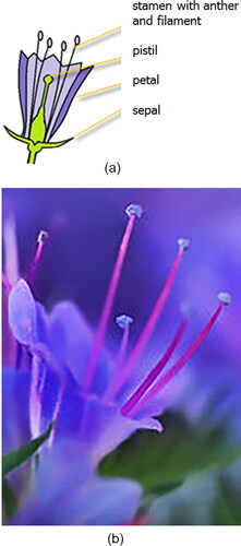 Figure 48. (a and b) Structure of a flower of E. vulgare.