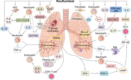 Figure 1 Pharmacological mechanism of roflumilast in ACO.