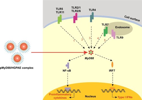 Figure 1 The mechanism of MyD88 acting as an adaptor during TLR signaling transduction in conventional dendritic cells.Notes: All TLRs, except TLR3, recruit MyD88. MyD88 activates NF-κB and IRFs via complicated interactions, respectively. NF-κB initiates the transcription of proinflammatory cytokines, whereas IRFs initiate the transcription of type I IFNs. The pMyD88/HGPAE complex acts on MyD88 to block the TLR signaling.Abbreviation: HGPAE, histidine-grafted poly(β-amino ester).