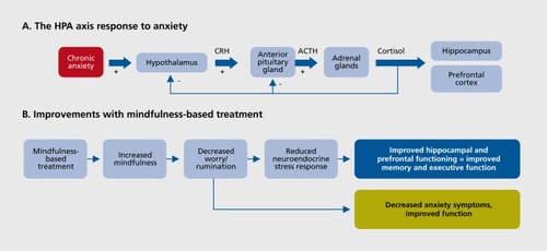Figure 2. Proposed model of how a biological stress response in late-life anxiety produces cognitive impairment, and how mindfulness-based treatment for late-life anxiety disorders may reverse this cognitive impairment. CRH, corticotropin-releasing hormone; ACTH: adrenocorticotropin hormone
