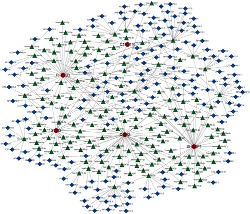 Figure 12. Construction of lncRNA-mRNA-miRNA network in OA. Red nodes indicate hub genes, green nodes stand for miRNAs, blue nodes show lncRNAs.