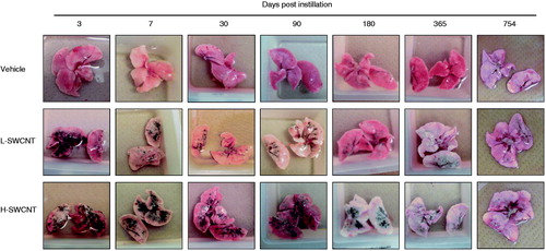 Figure 2. The dissected lungs from a rat exposed to SWCNTs at 3, 7, 30, 90, 180, 365 and 754 days post-instillation. The lungs were dissected at each post-instillation time in the three groups: the vehicle control (0.1% Triton X-100 per rat; vehicle control) and the SWCNTs in the low-dose (0.2 mg SWCNTs per rat; L-SWCNT) or high-dose (0.4 mg SWCNTs per rat; H-SWCNT) groups.