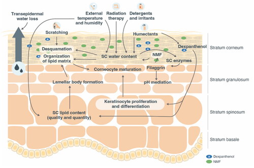 Figure 1. Adapted figure of schematic diagram showing a subset of key events affecting skin equilibrium. From Proksch E, et al. (Citation5) with kind permission from the Journal of Dermatological Treatment and Taylor & Francis Ltd (www.tandfonline.com). NMF, natural moisturizing factor; SC, stratum corneum.