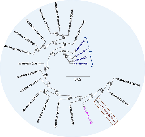 Figure 9 Unrooted phylogenetic relationship between the ERG11 genes of the 4 Candida isolates sequenced in this study (in purple), and 17 pre-selected nucleotide sequences from GenBank repository. Wild–type is in brown, and ERG16 in pink.