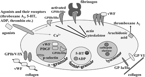 Figure 1. Molecular mechanism of platelet activation. Activated platelets exert functions such as adhesion, granule secretion and aggregation as described in the text.