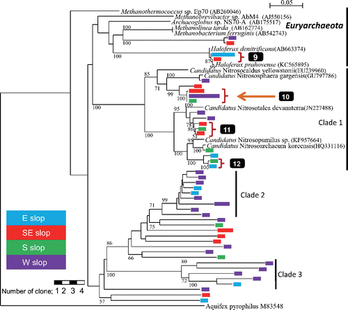 Fig. 4. Phylogenetic tree of archaeal 16S rRNA gene sequences obtained from prokaryotes in springwater collected at the foot of Mt. Fuji. Aquifex pyrophilus was used as the outgroup. Legends are the same as for Figure 3.