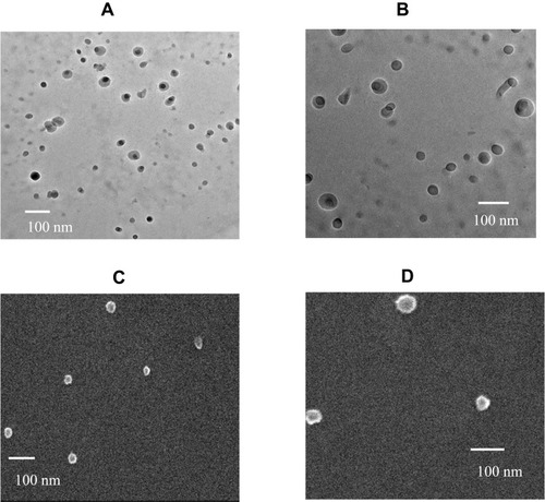 Figure 2 Transmission electron microscopy (TEM) images of (A) Sham chitosan nanoparticles and (B) Methylglyoxal-conjugated chitosan nanoparticles (MGCN). Scanning electron microscopy (SEM) images of (C) Sham Chitosan nanoparticles and (D) Methylglyoxal-conjugated chitosan nanoparticles (MGCN).