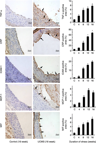 Figure 4.  Chronic psychological stress increased the protein expression levels of TNF-α, CRP, ICAM-1, MCP-1, and macrophage MIF in the abdominal aorta. Antigens were detected with immunohistochemistry and visualized with DAB chromogen (brown color, arrows). Samples from the 4- and 12-week group showed a similar trend of upregulation of these inflammatory molecules (images not shown). Scale bar = 50 μm. The quantitative data for all treatment groups are shown as bar graphs on the right. Digital images were analyzed with Image-Pro Plus 6.0 software and results expressed as percentage of positively stained area. Data are mean ± SEM. *P < 0.05 vs. control (C, 16-week untreated animals), one-way ANOVA, n = 5 per group/time point.