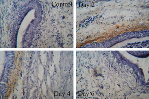Figure 3. Persistence of SA-sCD40L on the biotinylated mucosal surface of bladder wall. The SA-sCD40L-treated mice were killed to obtain their bladders on day 2, 4 and 6 day after intravesical instillation. Sections of 10 μm were cut and stained anti-mouse sCD40L antibody. The unbiotinylated bladder was used as a negative control.