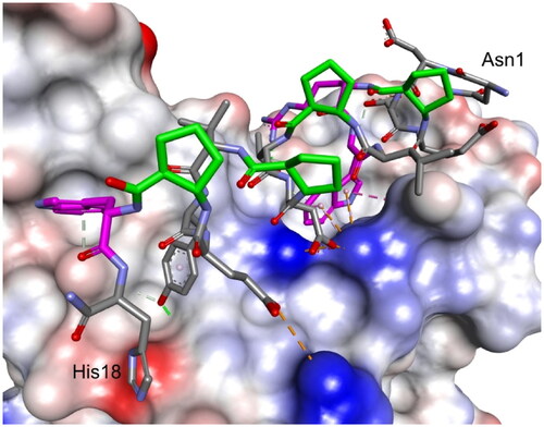 Figure 5. The modelled complex of peptide 12 with the RDB of the S protein. Peptide 12 is shown in stick representation; trans-ACPC residues’ carbon atoms are coloured green, mutated residues’ carbon atoms are coloured pink. The surface of the RBD is coloured according to interpolated charge: blue – positive, grey – neutral, red – negative. Key intermolecular interactions are shown as dashed lines: green – hydrogen bonds, orange – charge assisted hydrogen bonds, pink – hydrophobic interactions, white – hydrogen bond donor/π interactions.