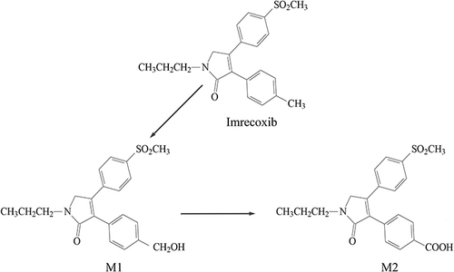 Figure 1 The major metabolic process of imrecoxib.